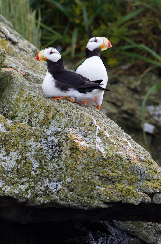 Horned Puffins